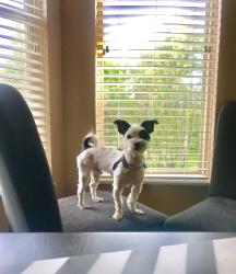 Lost Male Dog last seen Reynoldsburg Ohio 43068, Reynoldsburg, OH 43068