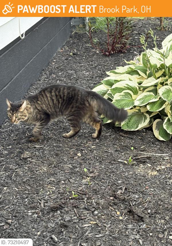 Found/Stray Unknown Cat last seen Ashland Dr, Brook Park, OH 44142