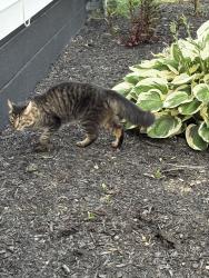 Reunited Unknown Cat last seen Ashland Dr, Brook Park, OH 44142