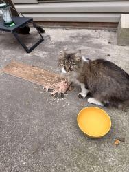 Reunited Unknown Cat last seen St Thomas Aquinas, Louisville, OH 44641