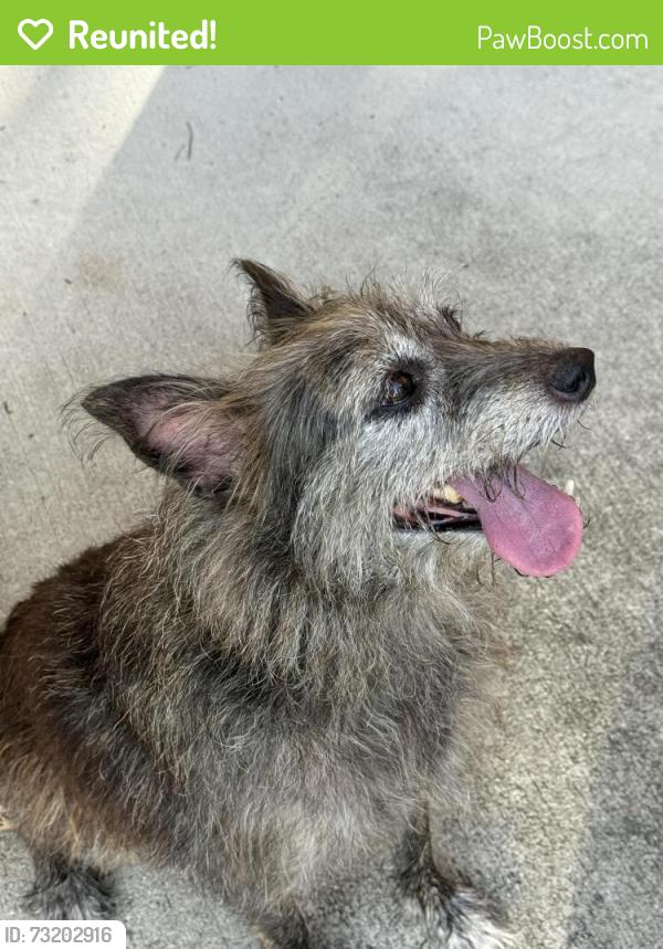 Reunited Unknown Dog last seen Hexham Dr, Champion Forest, TX 77069