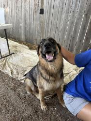 Found/Stray Male Dog last seen Limanite, Riverside, CA 92509
