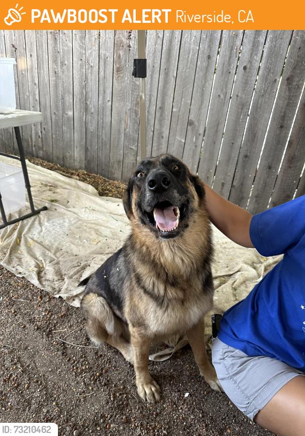 Found/Stray Male Dog last seen Limanite, Riverside, CA 92509