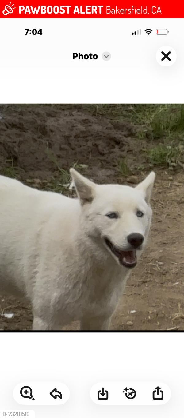 Lost Male Dog last seen Bucknell, Bakersfield, CA 93305