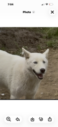 Lost Male Dog last seen Bucknell, Bakersfield, CA 93305
