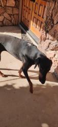 Found/Stray Female Dog last seen Alhambra ave & cypress, Riverside, CA 92505