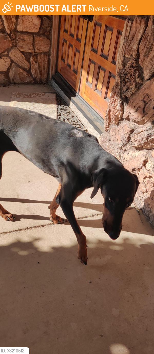 Found/Stray Female Dog last seen Alhambra ave & cypress, Riverside, CA 92505