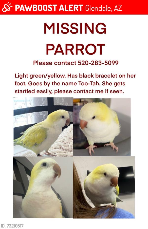 Lost Female Bird last seen 51st w olive Ave Glendale, Glendale, AZ 85335
