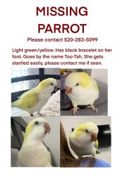 Lost Female Bird last seen 51st w olive Ave Glendale, Glendale, AZ 85335