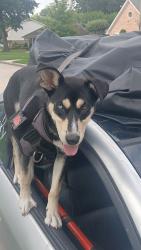 Lost Female Dog last seen Water and ice fill station, Houston, TX 77025