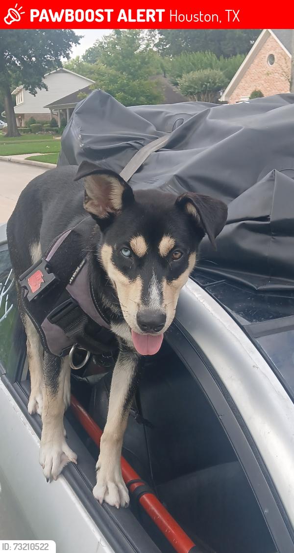 Lost Female Dog last seen Water and ice fill station, Houston, TX 77025
