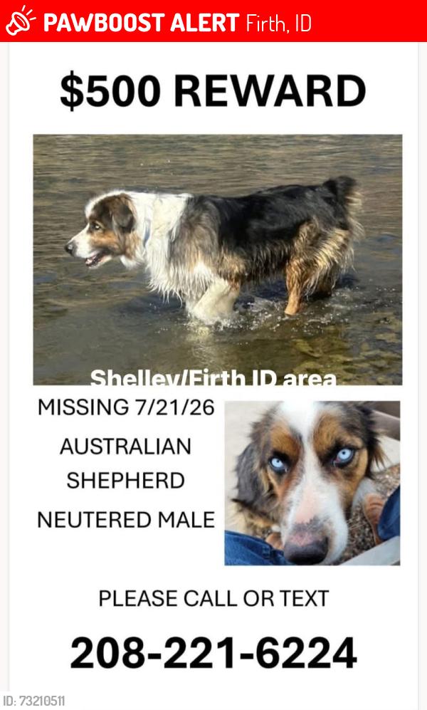 Lost Male Dog last seen Goshen area, Firth, ID 83236