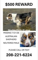 Lost Male Dog last seen Goshen area, Firth, ID 83236