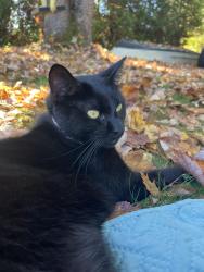 Lost Male Cat last seen Weeks Road, Gardiner, ME 04345
