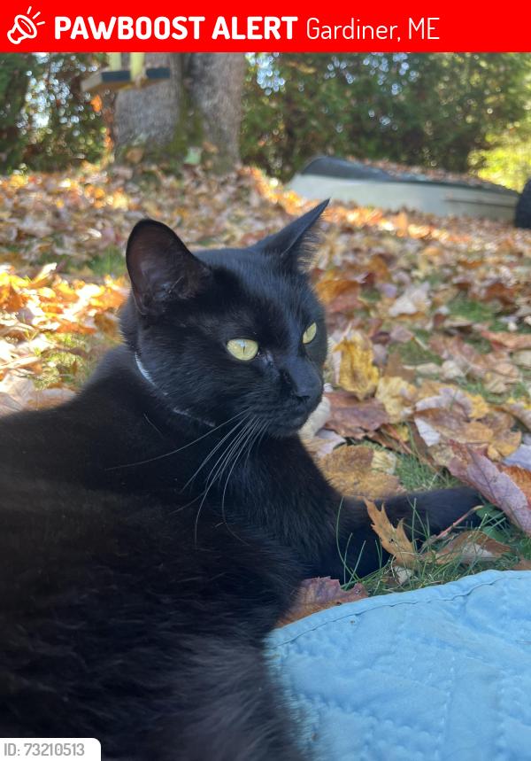 Lost Male Cat last seen Weeks Road, Gardiner, ME 04345
