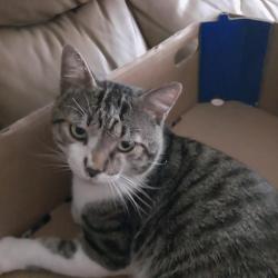 Reunited Male Cat last seen Charles Road, Fort Myers, FL 33919