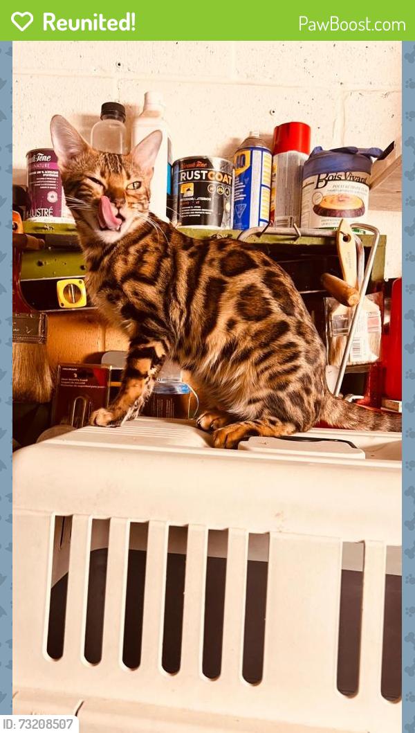 Reunited Female Cat last seen Bathurst and dundas, Toronto, ON M5T 1M8