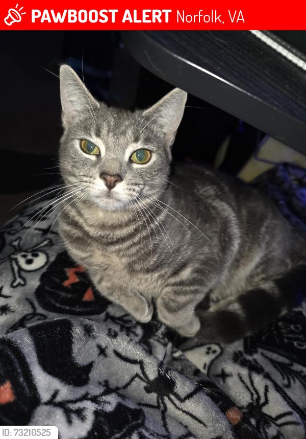 Lost Female Cat last seen Admiral ways apmt complex, Norfolk, VA 23503