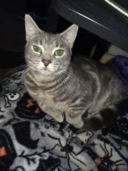 Lost Female Cat last seen Admiral ways apmt complex, Norfolk, VA 23503