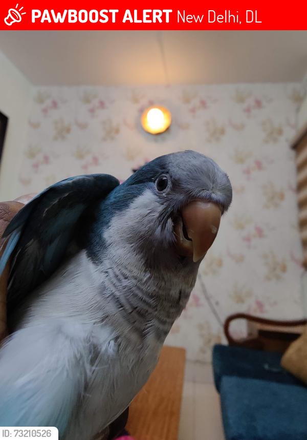 Lost Male Bird last seen Pvr sangam courtyard, sector 9 ,R.k.puram, New Delhi, DL 110022