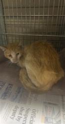 Shelter Stray Male Cat last seen , 4275 Elton St, Baldwin Park, CA 91706, USA