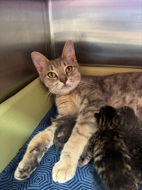 Shelter Stray Female Cat last seen Near BLOCK JEFFREY DR, 3528 Newburg Rd, Louisville, KY 40218, USA