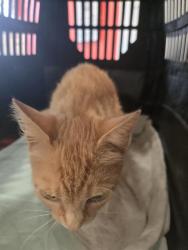 Shelter Stray Female Cat last seen Near BLOCK LINDSAY CT, 3528 Newburg Rd, Louisville, KY 40218, USA