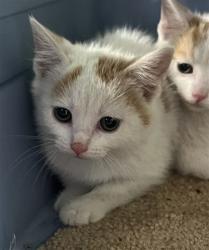 Shelter Stray Male Cat last seen Near BLOCK DRY RIDGE RD, 3528 Newburg Rd, Louisville, KY 40218, USA