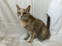 Shelter Stray Female Cat last seen Near BLOCK SOUTHLAND BLVD, 3528 Newburg Rd, Louisville, KY 40218, USA