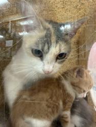 Shelter Stray Female Cat last seen Near BLOCK DRIFTWOOD DR, 3528 Newburg Rd, Louisville, KY 40218, USA