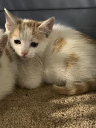 Shelter Stray Male Cat last seen Near BLOCK DRY RIDGE RD, 3528 Newburg Rd, Louisville, KY 40218, USA