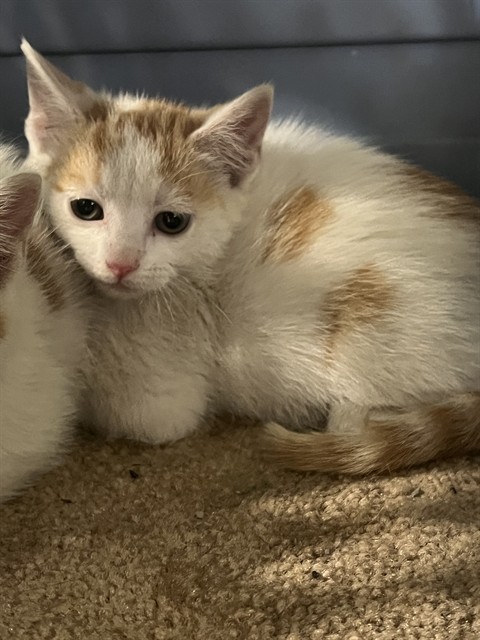 Shelter Stray Male Cat last seen Near BLOCK DRY RIDGE RD, 3528 Newburg Rd, Louisville, KY 40218, USA