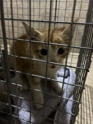 Shelter Stray Male Cat last seen Near BLOCK SPRIGWOOD LN, 3528 Newburg Rd, Louisville, KY 40218, USA