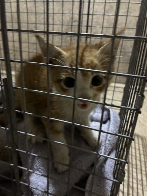 Shelter Stray Male Cat last seen Near BLOCK SPRIGWOOD LN, 3528 Newburg Rd, Louisville, KY 40218, USA