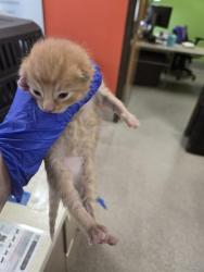 Shelter Stray Male Cat last seen Near BLOCK LINDSAY CT, 3528 Newburg Rd, Louisville, KY 40218, USA