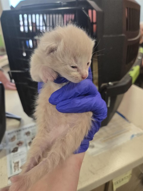 Shelter Stray Male Cat last seen Near BLOCK LINDSAY CT, 3528 Newburg Rd, Louisville, KY 40218, USA