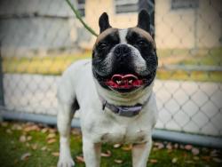 Shelter Stray Male Dog last seen , 2769 Conroy Rd, Orlando, FL 32839, USA