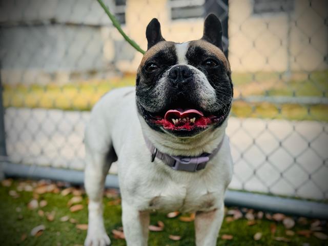 Shelter Stray Male Dog last seen , 2769 Conroy Rd, Orlando, FL 32839, USA