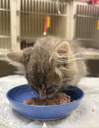 Shelter Stray Female Cat last seen , 3839 W Burnham St, West Milwaukee, WI 53215, USA