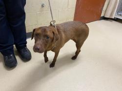 Shelter Stray Male Dog last seen , 3839 W Burnham St, West Milwaukee, WI 53215, USA