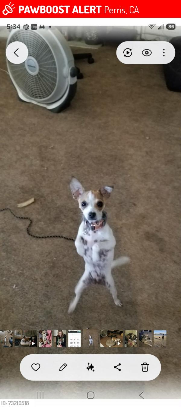 Lost Female Dog last seen Peak trail, Perris, CA 92570