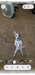 Lost Female Dog last seen Peak trail, Perris, CA 92570