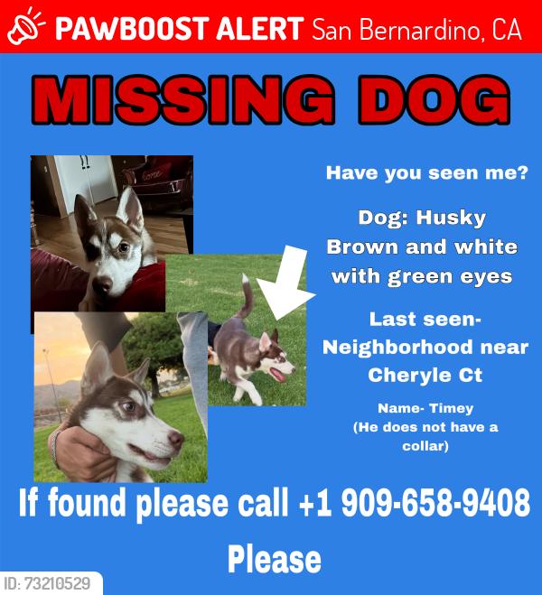 Lost Male Dog last seen Cheryle Court, San Bernardino, San Bernardino, CA 92407