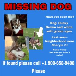 Lost Male Dog last seen Cheryle Court, San Bernardino, San Bernardino, CA 92407