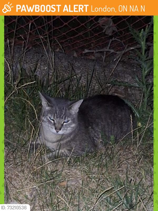 Found/Stray Unknown Cat last seen Near Thames Street, Ivey Park, London, ON N6A 5N8