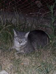 Found/Stray Unknown Cat last seen Near Thames Street, Ivey Park, London, ON N6A 5N8