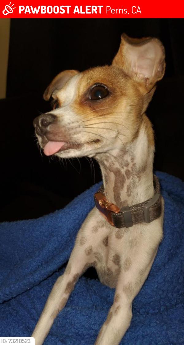 Lost Female Dog last seen Near Peak Trail, Perris, CA 92570