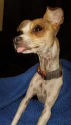 Lost Female Dog last seen Near Peak Trail, Perris, CA 92570