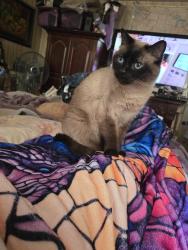 Reunited Male Cat last seen Baumann & little South Broadway, St. Louis, MO 63125