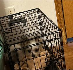 Lost Male Dog last seen Rousseau Dr and Montmorency Dr, Novi, MI 48377
